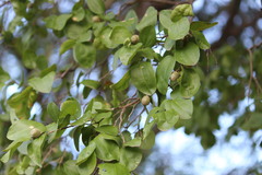 Sarcomphalus joazeiro