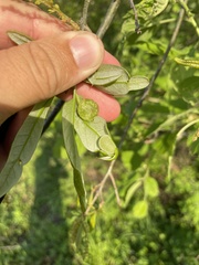 Dryocosmus quercusnotha