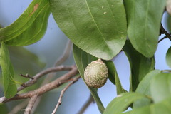 Sarcomphalus joazeiro
