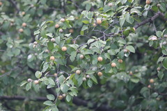 Sarcomphalus joazeiro