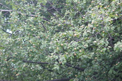 Sarcomphalus joazeiro