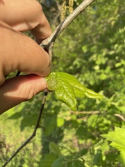 Dryocosmus quercusnotha