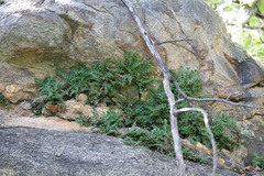 Selaginella convoluta