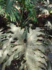 Thaumatophyllum bipinnatifidum