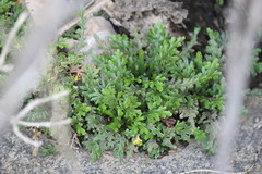 Selaginella convoluta