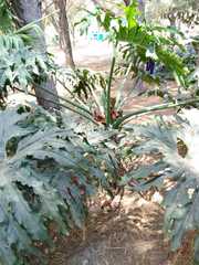 Thaumatophyllum bipinnatifidum