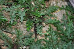 Selaginella convoluta
