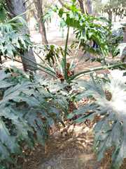 Thaumatophyllum bipinnatifidum