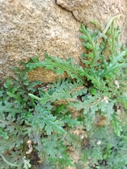 Selaginella convoluta