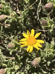 Heterotheca viscida