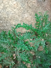 Selaginella convoluta