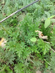 Selaginella convoluta