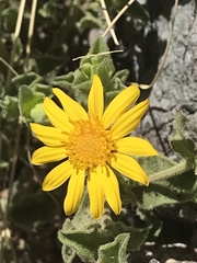 Heterotheca viscida