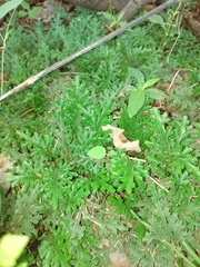 Selaginella convoluta