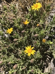 Heterotheca viscida