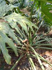 Thaumatophyllum bipinnatifidum