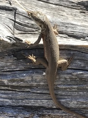 Sceloporus slevini