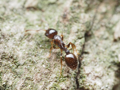 Temnothorax longispinosus