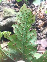 Tectaria heracleifolia