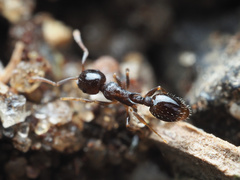 Temnothorax longispinosus