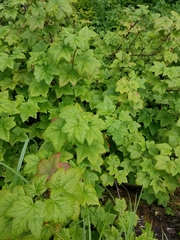 Ribes laxiflorum