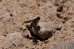 Hemipenthes seminiger