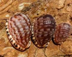 Cypraecassis testiculus