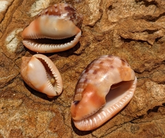 Cypraecassis testiculus