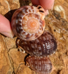 Cypraecassis testiculus