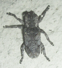 Hecyromorpha plagicollis