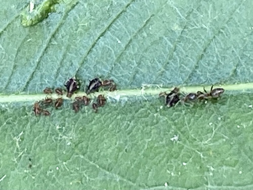 iNaturalist observation photo of Chaitophorus