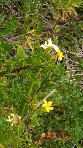 Chrysojasminum image