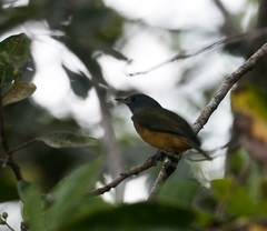 Mionectes rufiventris