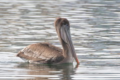 Pelecanus occidentalis