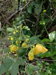 Senna macranthera