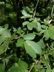 Senna macranthera