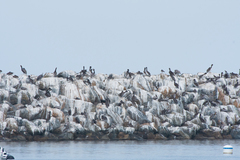 Pelecanus occidentalis