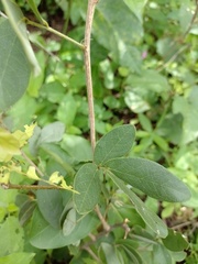 Senna macranthera