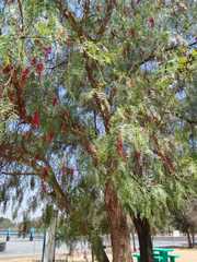 Schinus molle