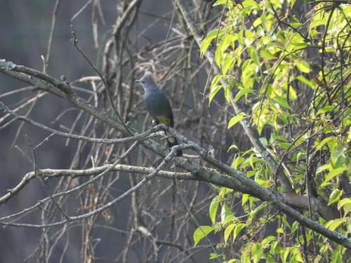 Grey Silky-flycatcher (Ptiliogonys cinereus), photo 8
