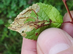 Orchestes pallicornis