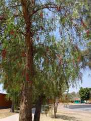 Schinus molle