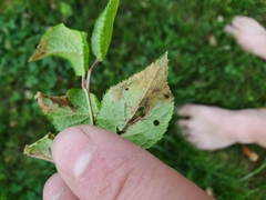 Orchestes pallicornis