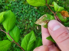 Orchestes pallicornis