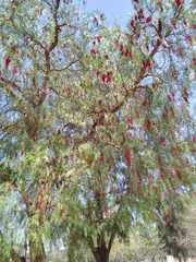 Schinus molle