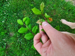 Orchestes pallicornis