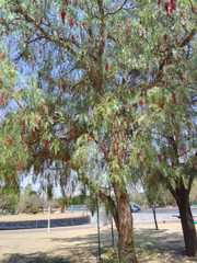Schinus molle