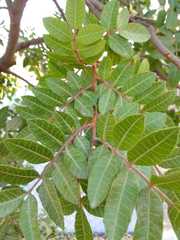 Schinus terebinthifolia