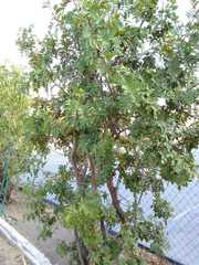 Schinus terebinthifolia