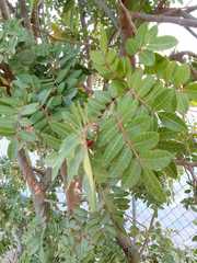 Schinus terebinthifolia